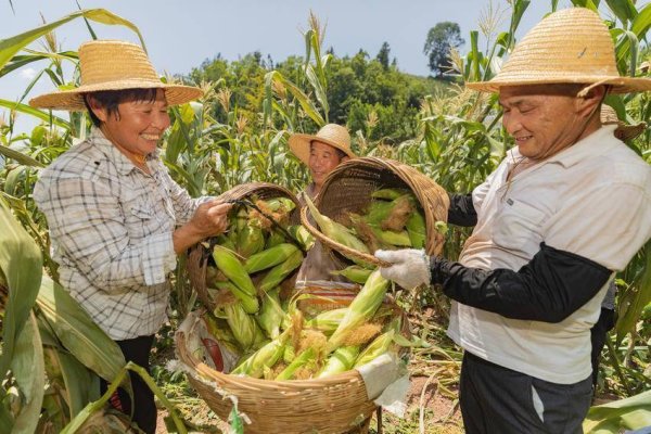 众豪配资 秭归高山甜玉米：6小时锁鲜的富民密码